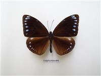 藏品(圓翅紫斑蝶)的圖片